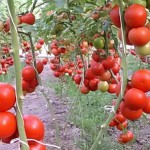 Индетерминантные гибриды томата -  